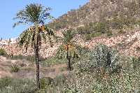 Oasis