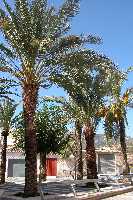 Palmeras