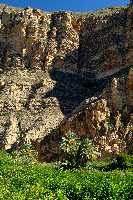 Palmeras en la sierra del Chinte (Paisajes)