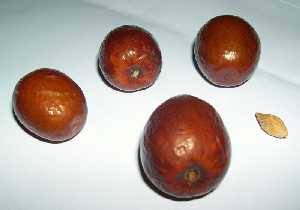 Los jnjoles maduros son de color rojo y sus huesos semejantes a los de las olivas