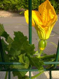 La flor femenina se une al tallo por un corto y grueso pednculo