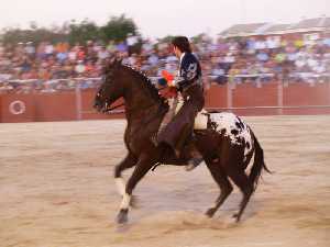 Toros en Fuente lamo 1 