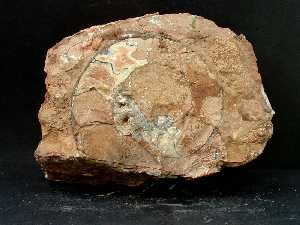Caliza nodulosa roja con ammonites del Jursico superior de la Sierra de Lugar (Fortuna) [Rocas]