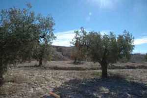  Olivos en el campo murciano [Folclore_Vida en el campo]