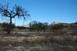  Campos murcianos de secano 