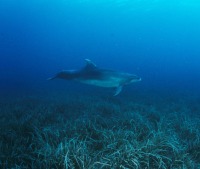 Figura 3. El delfn mular es una de las especies que puede descender hasta profundidades importantes en busca de alimento