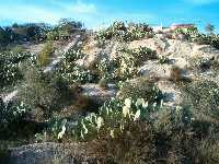 Ladera repleta de paleras 