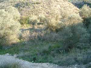Oliveras y matorrales 
