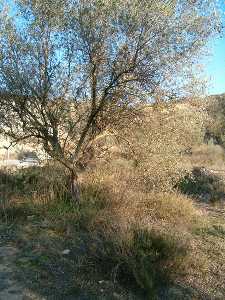 Paraje de Los Cucones 