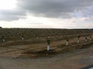 Agricultura en Balsapintada 