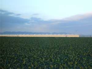 Agricultura en Balsapintada 