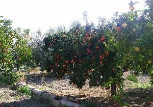  La huerta en el pueblo 