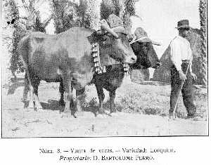 Yunta de vacas