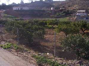 Agricultura de Balsicas 