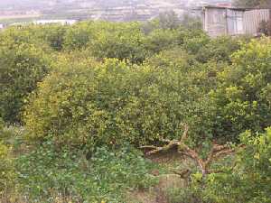 rboles frutales de Los Torraos 