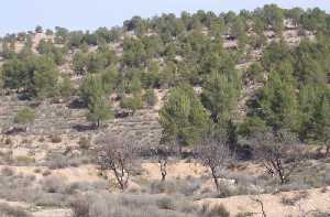 Pinada de Lbor 
