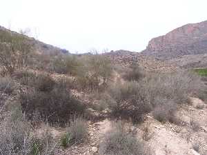 Matorral del Coto Guillamn 