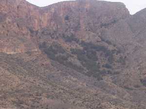 Pinada del Cabezo de la Mina 