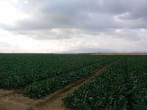Campos cultivados en Balsapintada 