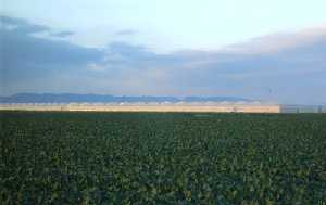 Plantaciones e invernaderos en Balsapintada 