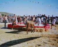 Vaquilla en piscina 