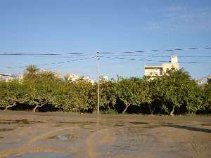  Limoneros en Los Dolores 