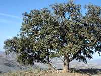 Encina centenaria 