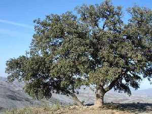 Encina centenaria 