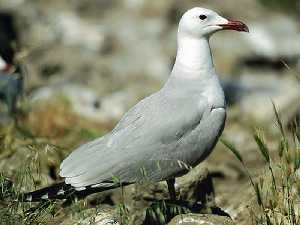  Gaviota Auodouin en la Isla Grosa [San Javier_La Manga]