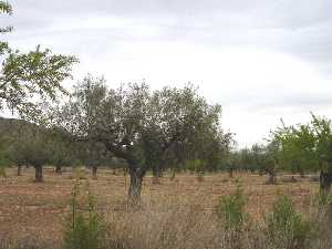  Agricultura de secano 