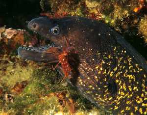 Figura 1. Las gambas limpiadoras retiran los restos de comida molestos de la boce de las morenas y otros peces [Litoral sumergido]