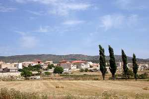 Chopos y Campos de Cebada 