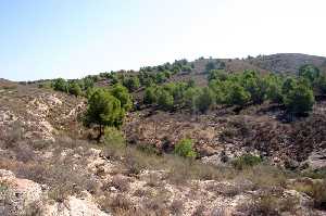 Vista del Paraje el Majar de Gracia 