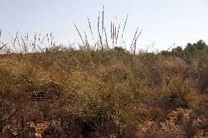 Vegetacin del Paraje El Majar 