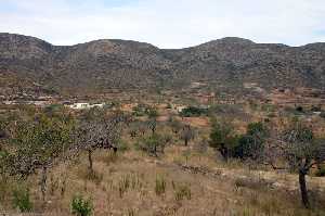 Cultivos de Almendros de Pern 