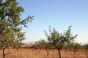 Almendros 