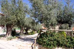 Olivos 