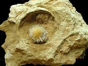 Crecimiento prismtico-radial de aragonito (Mlaga)  [Minerales]