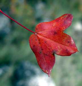 Arce de Montpellier (Acer monspessulanum)
