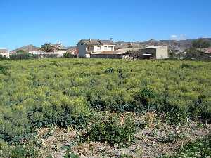 Bancal de brocoli en camino del Castejn 