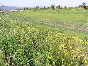 Vegetacin en los mrgenes del ro