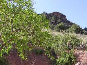 Tomillares y espartales en la subida al Miravete[Torreagera]