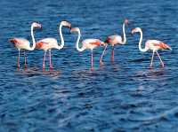 Flamencos en las salinas de San Pedro