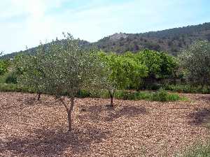 Almendros y olivos[Caada de Lea]