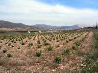 Vista de plantacin de Vid