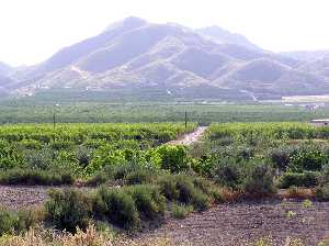 Limoneros con la Almenara al fondo