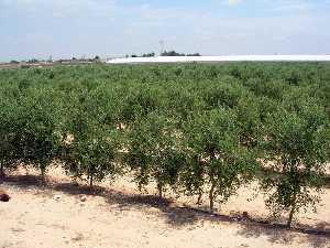 Olivos