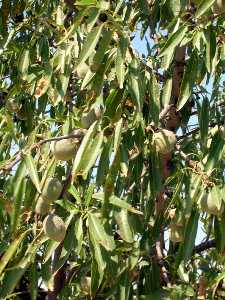 Detalle de Almendros[Los Martnez del Puerto]