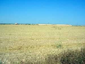 Plantacin de cereal