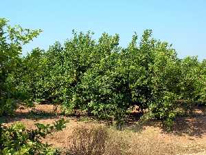 Limoneros en el camino de El Jeringal